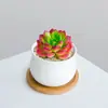 Combinación de Plantas Suculentas Pequeñas en Maceta para Interiores Suculentas Fáciles de Cuidar Plantas Verdes de Escritorio Flores con Maceta Paquete para Principiantes