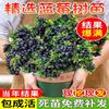Dropshipping de plántulas de arándanos, plántulas de arándanos, plántulas de frutos grandes en macetas, plántulas de plantación norte y sur, verde ojo de conejo.