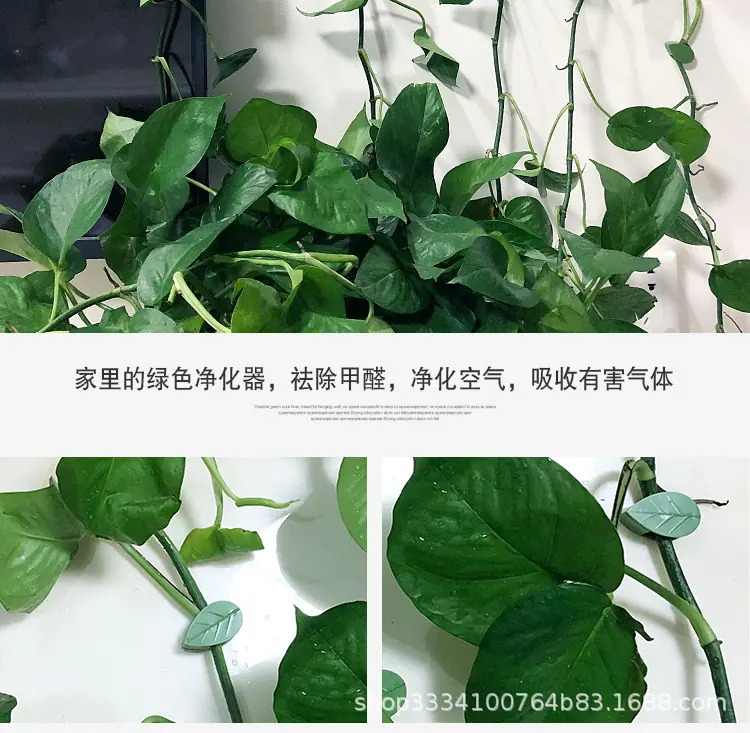 绿萝固定器2_02.jpg