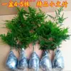 Compra una Planta de Espárragos en Maceta y Llévate Otra Gratis. Es Fácil Cultivar Plantas Verdes. Paquete de Planta en Maceta Flor de Espárrago Grande Absorbe Formaldehído y Purifica el Aire