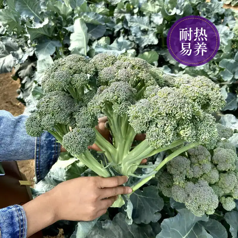 西兰苔主图4