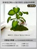 Musgo para Paisajismo de Plantas Verdes Plantas Artificiales Decoración Flores Artificiales Combinación Tropical para Interiores Paisaje de Ventana Persa Arreglo de Césped
