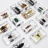 Especímenes de Insectos Artesanales Jingling: Escarabajo, Escorpión, Mantis, Araña - Educación Científica y Regalos de Nicho, Adornos de Resina
