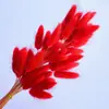 Hierba de Cola de Conejo Seca, Flores Preservadas, Materiales para Ramo de Flores Secas Transfronterizo, Accesorios para Fotografía, Hierba de Cola de Zorro Colorida, Venta al por Mayor de Fábrica