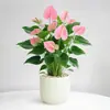 Planta en Maceta de Anturio con Flores, Planta de Interior para Escritorio de Oficina, Planta Verde para Sala de Estar, Purifica el Aire, Bonsái Fácil de Mantener
