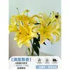 Flores Que Florescem por Muito Tempo e São Fáceis de Cultivar, Lírios, Sino dos Ventos, Flores de Corte Frescas, Plantas Hidropônicas de Cabelo Reto de Yunnan, Rosas, Arranjos de Flores de Interior
