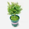 Bonsai de Nanmu Vermelho Folha Pequena, uma Planta Popular para Escritórios, Decoração de Planta Verde em Vaso Mini para Mesa, Fácil de Manter o Ano Todo