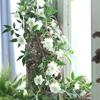 Enredaderas de Rosas Artificiales, Enredaderas de Rosas Trepadoras, Enredaderas para Colgar en la Pared, Decoración de Ventanas, Decoración del Hogar, Pantalla de Privacidad, Enredaderas de Flores con Aroma a Madera, Plantas Verdes