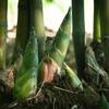 200 sementes grandes de bambu frescas adequadas para plantio de rápido crescimento e barreira de privacidade resistente ao inverno proteção ambiental