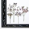 Ramas de Flores de Árbol de Neem, Flores Secas, Especímenes de Plantas en Relieve, Pegamento para Joyería, Marcapáginas en Relieve, Marcos de Fotos, Pinturas de Hojas, Materiales DIY