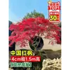 Vivero de arces rojos japoneses para dropshipping, árbol enano rojo de cuatro estaciones, árbol paisajístico Princesa Danza Roja, resistente al frío para exteriores para villas