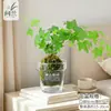 Musgo de Hera Nevado Bola de Musgo Hidropônica Planta Verde Folhagem Planta de Folha Verde Trepadeira Planta Verde em Vaso
