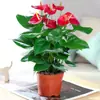Las Plantas de Palma Blanca en Maceta Tienen un Viaje Tranquilo, las Plantas Hidropónicas Son Fáciles de Cultivar en Interiores, Florales, Potos, Plantas Verdes, Anturios Cultivados en Agua Florecen en Todas las Estaciones