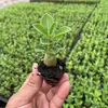 Bonsai Rosa do Deserto Suculenta Pétala Dupla com Botões Florais Varanda Flores Fáceis de Cultivar Escritório Interior Mesa Plantas Verdes