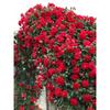 Dropshipping de mudas de rosas, rosas trepadeiras, árvores de flores extragrandes, trepadeiras de pátio, flores de varanda, plantas em vasos de rosas