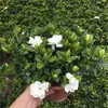 Jardín de Peonías de Hoja Grande Gardenia Paleta Plántulas en Maceta con Capullos Doble Pétalo Tallo Único Plántulas de Tocón Viejo Florales y Plantas Verdes