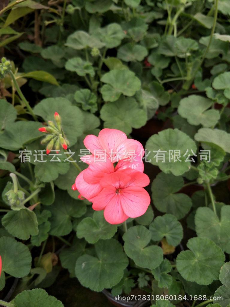 澶╃钁佃缁?1