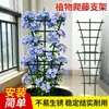 Planta trepadora frondosa, flores coloridas para todas las estaciones, planta en maceta, follaje colorido, maceta colgante, planta trepadora de balcón, planta verde, planta de jardín, planta colgante