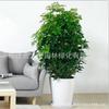 Planta en maceta Bafanglaicai con apertura de pie de pato, madera, interior, bonsái grande, para sala de estar, oficina, follaje, planta verde, árbol de la fortuna