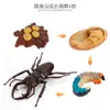 Juguete modelo de animal pequeño simulación ciclo de vida crecimiento rana tortuga pollo Montessori material didáctico preescolar venta al por mayor