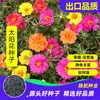 [Compra de Comercio Electrónico] Semillas de Girasol de Doble Pétalo Semillas de Flores Se Siembran y Florecen en Todas las Estaciones, Semillas de Flores para Balcón de Color Mixto Son Fáciles