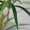 Planta Verde Artificial com Orquídeas Pendentes de Borda Branca, Planta de Chão em Vaso para Decoração de Sala de Estar Interna, Paisagismo de Hotel e Pousada Planta Falsa