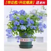 Plántulas de Flor Grande Copo de Nieve Azul, Plantas Trepadoras, Flores Frescas para Jardín de Balcón, Plantas de Bonsái, Plantas de Floración de Cuatro Estaciones en Maceta para Uso Interior y Exterior