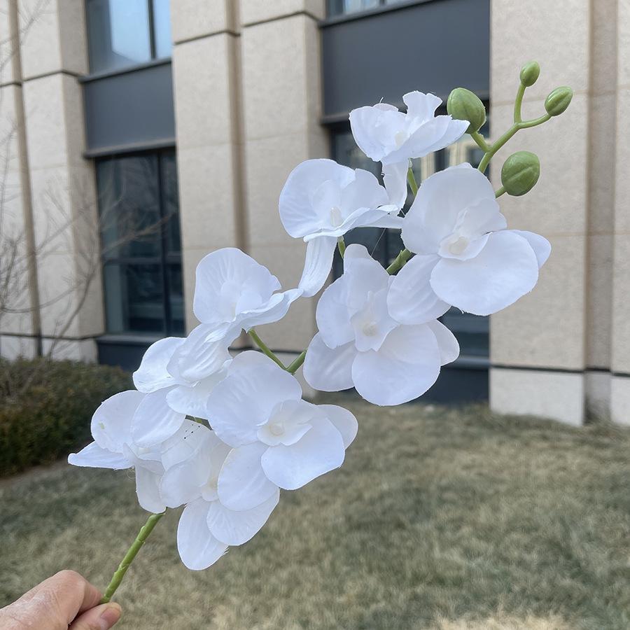 9头平价蝴蝶兰 白色.JPG