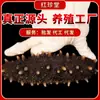 Dalian Especialidad Mariscos Listos Para Comer Pepino de Mar Fresco Al Por Mayor Ginseng Liaonong Sabor Bomba Q Se Puede Personalizar Pepino de Mar