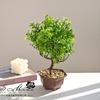 Bem-vindo flor artificial pinheiro simulação verde bonsai Yiwu fábrica fornecimento direto flor simulação decoração criativa para casa planta em vaso simulação