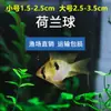 Decorações para Aquário para Peixe Anjo, Guppy, Peixe Betta, Peixes Tropicais e Peixe Guppy, Fornecimento Direto do Mercado de Peixes