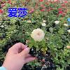 Plántulas de Flor de Rosa de Vid Europea Plántulas de Vid Trepadora Rosa Jardín de Rosas Ornamental Flor Grande Rosa Plantas de Flores Fragantes