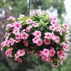 Sementes de Flores, Margaridas Pequenas, Plantas de Flores de Piretro, Vasos de Flores de Interior, Sementes de Girassol, Sementes de Florescimento nas Quatro Estações