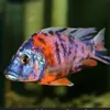 Peces Tropicales de Agua Dulce Vivos para Principiantes, Incluyendo Cíclidos, Peces Vivos con Envío Gratis