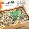 004 Cabeza de Flor de Planta Suculenta Verde Afelpada Suministros Creativos para Bricolaje Accesorios para Colgar en la Pared Decoración de Flores para el Hogar Planta Verde Shangyi
