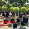 Dropshipping Flor Espejo Planta Árbol de Cera de Sichuan y Yunnan Ligustrum Oro Brillante Ciprés Azul Hielo Serie Piruleta Planta en Maceta Estilo Jardín
