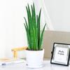 Aloe Vera en Maceta Interior Eliminación de Formaldehído Purificador de Aire Planta Verde Escritorio de Oficina Suculenta Fácil de Cultivar Flores y Cactus Todo el Año