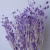 Flor Eterna del Fruto en Forma de Corazón, Flores Pequeñas de Cardo Secas, Flores Preservadas, Materiales de Flores Reales Naturales, Arreglos Florales, Flores de Hierba, Ramos para Bodas