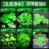 Plantas aquáticas lentilhas d'água, plantas de purificação tradicionais para aquário, esconderijo para tanque de tartaruga, jacinto d'água hidropônico, plantas aquáticas flutuantes para aquário