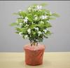 Plántulas de Jazmín Hidropónico en Maceta con Capullos, de Pétalos Dobles, Florales Fuertemente Perfumados que Florecen en Todas las Estaciones, de Escritorio para Interior, Plantas Verdes Fáciles de Cultivar