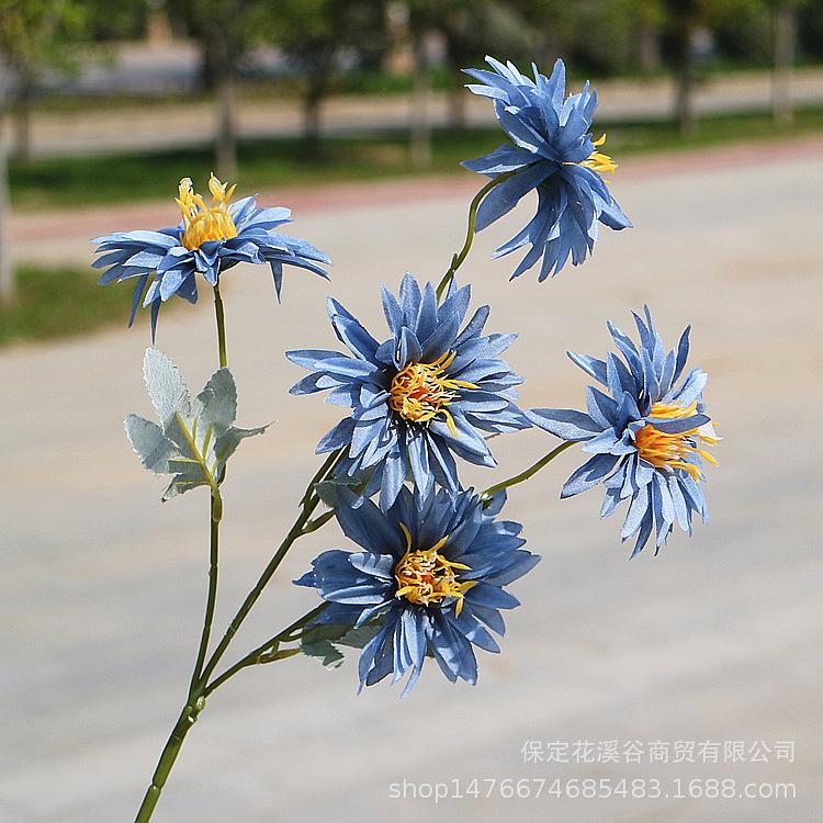 5头秋色小支大丽花-蓝色_副本.jpg