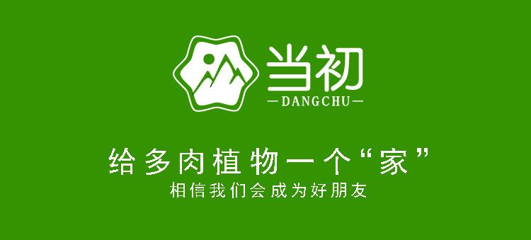 2当初 给多肉植物一个家