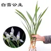 Flores preciosas: orquídeas, mudas de orquídeas com cheiro forte, orquídea preta, orquídea de primavera, cymbidium, orquídea de quatro estações, flores de interior, plantas verdes, plantas em vasos