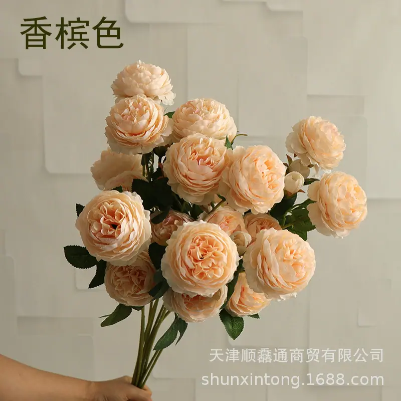 洋牡丹香槟色1.jpg