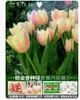 Venta al por mayor de 5 bulbos de tulipán en stock, florecen en todas las estaciones, fáciles de cuidar, adecuados para cultivo hidropónico, de pétalos dobles, para cultivo en tierra o maceta en el balcón