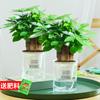 Árbol del Dinero Pequeño en Maceta Flores y Plantas Verdes en la Oficina Absorben Formaldehído, Eneldo Verde y Espárrago, Árbol del Dinero Hidropónico es Fácil de Cultivar