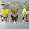 Jingling Craft Especimen de Mariposa Real Marco de Fotos de Mariposa Hecho a Mano DIY Educación en Ciencias Biológicas Regalo de Vacaciones para Niñas