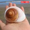 Conchas Brancas Naturais, Pequena Concha, Estrela do Mar, Suprimentos de Decoração Paisagística para Aquário 4- 10cm Conchas para Paguros Atacado