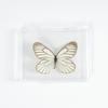 Adorno de mariposa real, alas de mariposa real, regalo de cumpleaños creativo para estudiantes, caja transparente