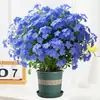 Flor de Neve Azul em Vaso com Plantas Floridas Grandes, Plantas Trepadeiras de Interior, Plantas Resistentes ao Calor, Plantas Verdes Fáceis de Manter para Varanda, Pátio e Jardim